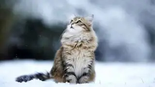 Русская поп музыка. Это - хит! Тащусь!