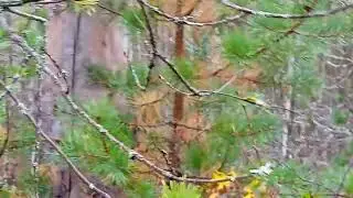 Иду в лес за грибами.