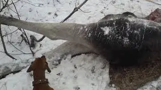 нашли тушу лося