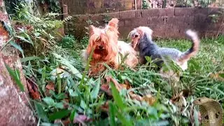 Largados e Pelados Caçando Cobra