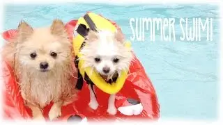 My Teacup Pomeranian goes swimming Vlog & Bark Box Opening