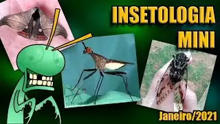 Inseto Mini Janeiro 2021