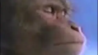 “What do you mean monkeys?” [Original in the description]
