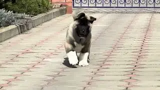 Акита