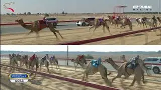إيذاع للشيوخ - المرموم 3-11-2024 ش6 شاهين لـ هجن العاصفة - غياث الهلالي 7:48:0