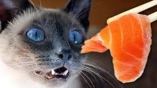 Лучший корм для кошек  Самые дорогие кошки