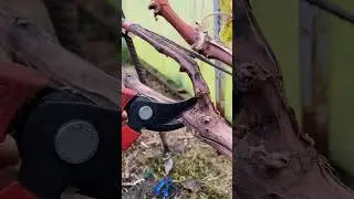 How to quickly prune a grape bush in the fall? 