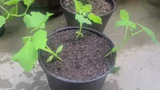 Replanting pickling cucumbers and a great cherry tomato plant