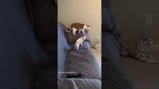 Коты на диване