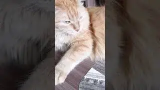 Ещё раз так сделаешь я тебе руку сломаю коза! 