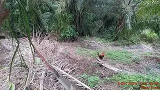 memikat ayam oktober 2024 part 3