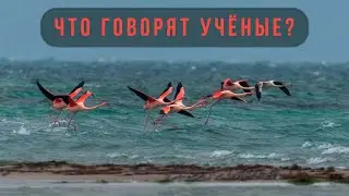 В Крыму стало больше птиц / Что говорят учёные?