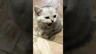 Секреты счастливой семьи с котиками❤️ #семья #кот #котики #cats #смешные #shorts #top #котики