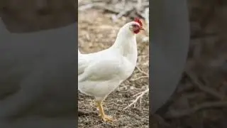 chiken vs chiken egg #edit #amongus #memes #chicken #egg #ril #vs #vsedit