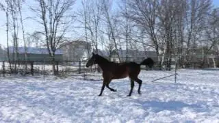 жеребец Исток (2012). Продажа