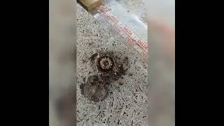 И снова полосатые мухи. Как они мне надоели уже!!!