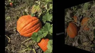 Job's Nursery Pumpkins 2016