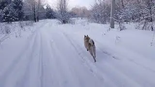 МОРОЗНО - ЛЕС - СОБЫ
