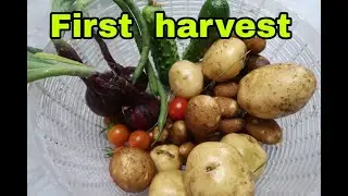 FIRST VEGETABLE HARVEST | SUMMER MICHIGAN GARDEN ZONE 5B