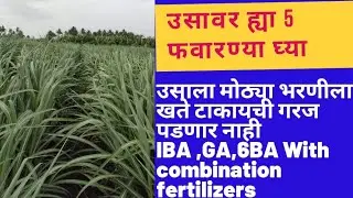 उसावरील अतिशय महत्वाच्या 5 फवारण्या | ऊस शेती 🔴 IBA, GA,6BA with other fertilizer |  Us Fawarani