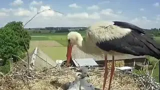 Cigüeña lanza a su cría / Stork throws her baby