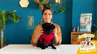 Eski Kazaktan Köpek Süveteri Nasıl Yapılır? | w/@TarzMeselesi ile #patilifikirler
