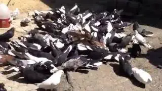 Голуби Донбасса