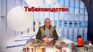 Табаководство: Посев, пикировка и сроки посадки рассады в открытый грунт.