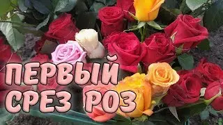 Первый срез роз в теплице. Обор теплицы