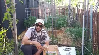 21+only..Feeding cannabis plants outdoors, 