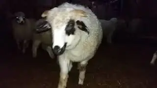 Bi Maşallah Alırız. Karayaka koyunu kuzuları  (YENİ)