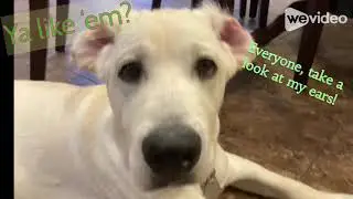 Yellow lab bunny ears!