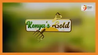 | Kenya's Gold | Sustainable  Business - Agri Nation