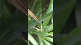 Момент спокойной балийской жизни, запечатленный в музыкальную зарисовку!