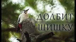 Большой пестрый дятел / great spotted woodpecker /