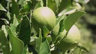 Fazenda Itatyba