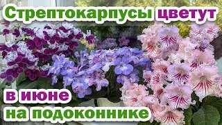 Flowering streptocarpus in June. Overview of 3 varieties of streptocarpus
