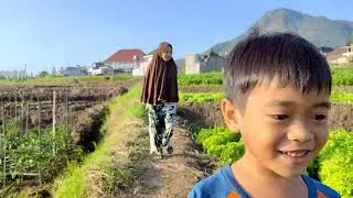 Free footage | some people walking from house to the field with mountain and some plantation area