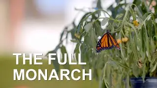 The Full Monarch