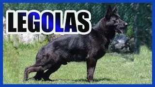 BU KÖPEKLE ŞAKA OLMUYOR - LEGOLAS #almankurdu