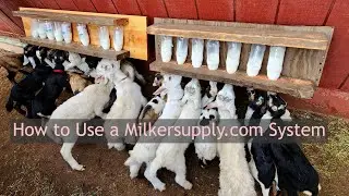Goat Milking Walkthrough: Milkersupply.com Setup