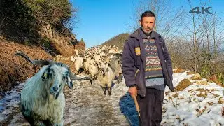 Khan and Goat Herders on the Mountain - Documentary ▫️4K▫️