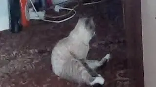 Моя семейная жизнь#1(с Васей)
