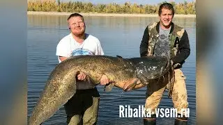 Трофейный сом на 90 кг. Рыбалка в октябре 2018: поймали, взвесили и отпустили