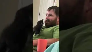 Cute Kitten Love This Human DAD || PETASTIC 🐾