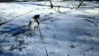 Jazzy slips on ice