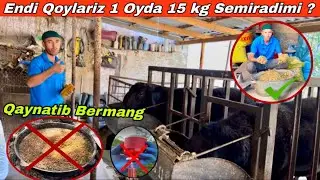 Qoylarni Tez Semirtirish va Azon Boqish Usuli 