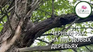 ЧЕРНЫЙ РАК НА ПЛОДОВЫХ ДЕРЕВЬЯХ