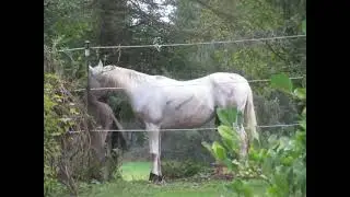Donkey Mating Horse Mating Animal Crossing Buffalo Mating Horse Mating Animal Mating 