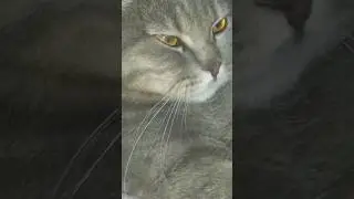 Кисуня скоттиш фолд